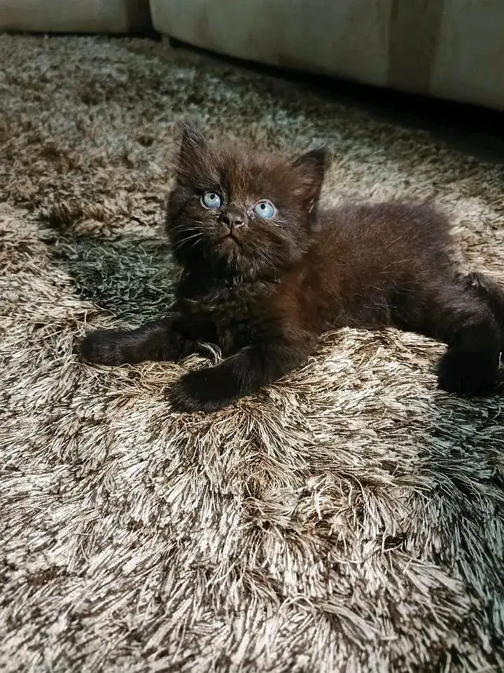 Persian kittens for sale Only contact whatup 03042952518 — photo 3