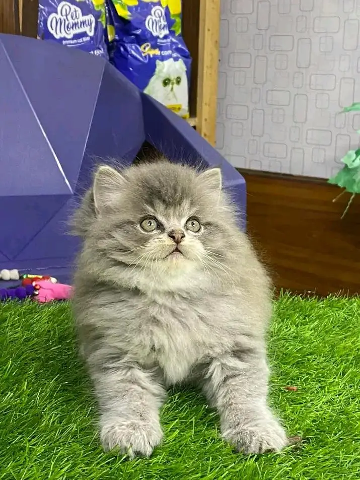 Persian kittens for sale Only contact whatup 03042952518 — photo 9