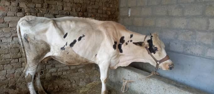 deech freezen big size moni cow