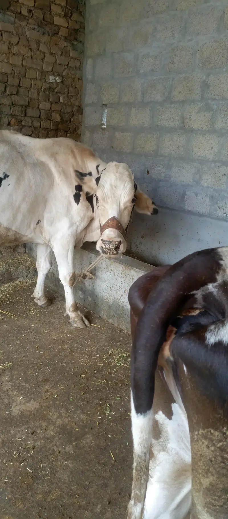 deech freezen big size moni cow — photo 2