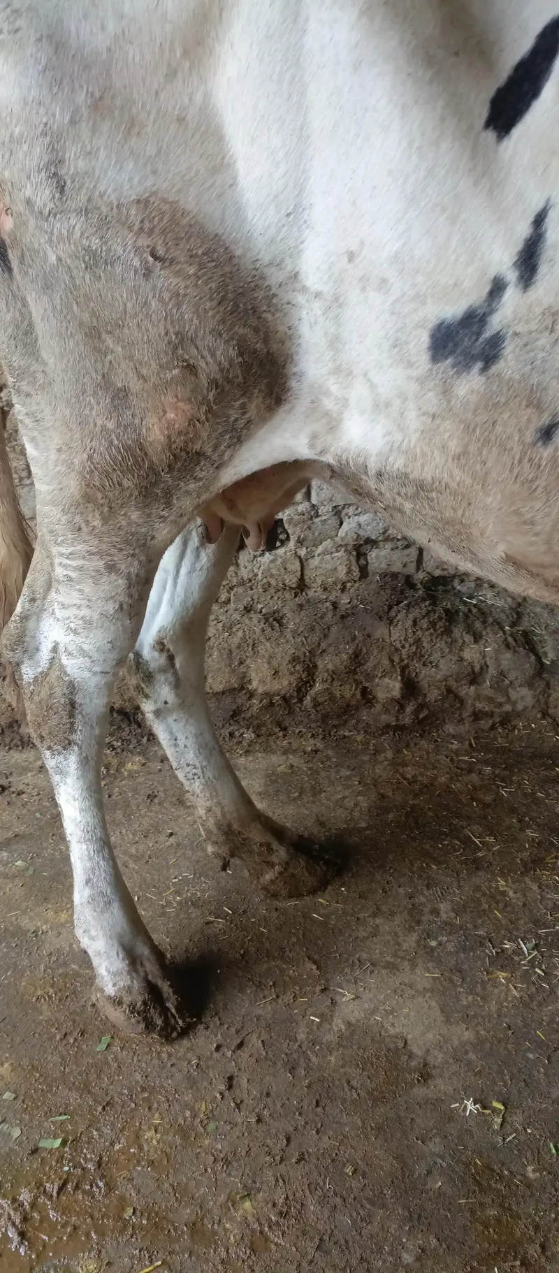 deech freezen big size moni cow — photo 3