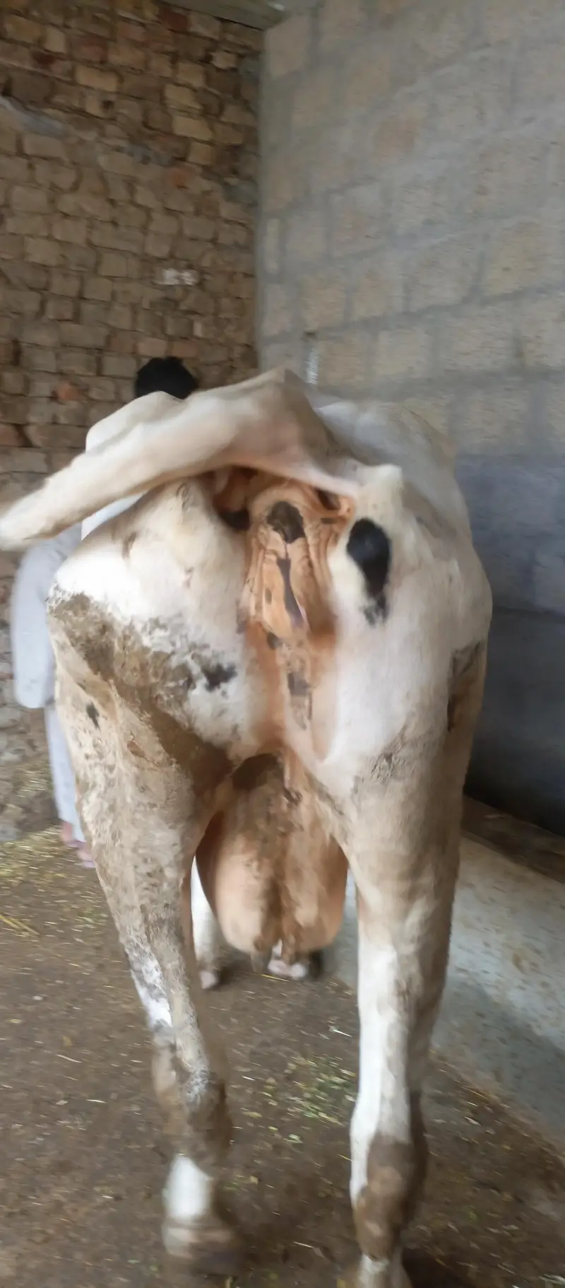 deech freezen big size moni cow — photo 4