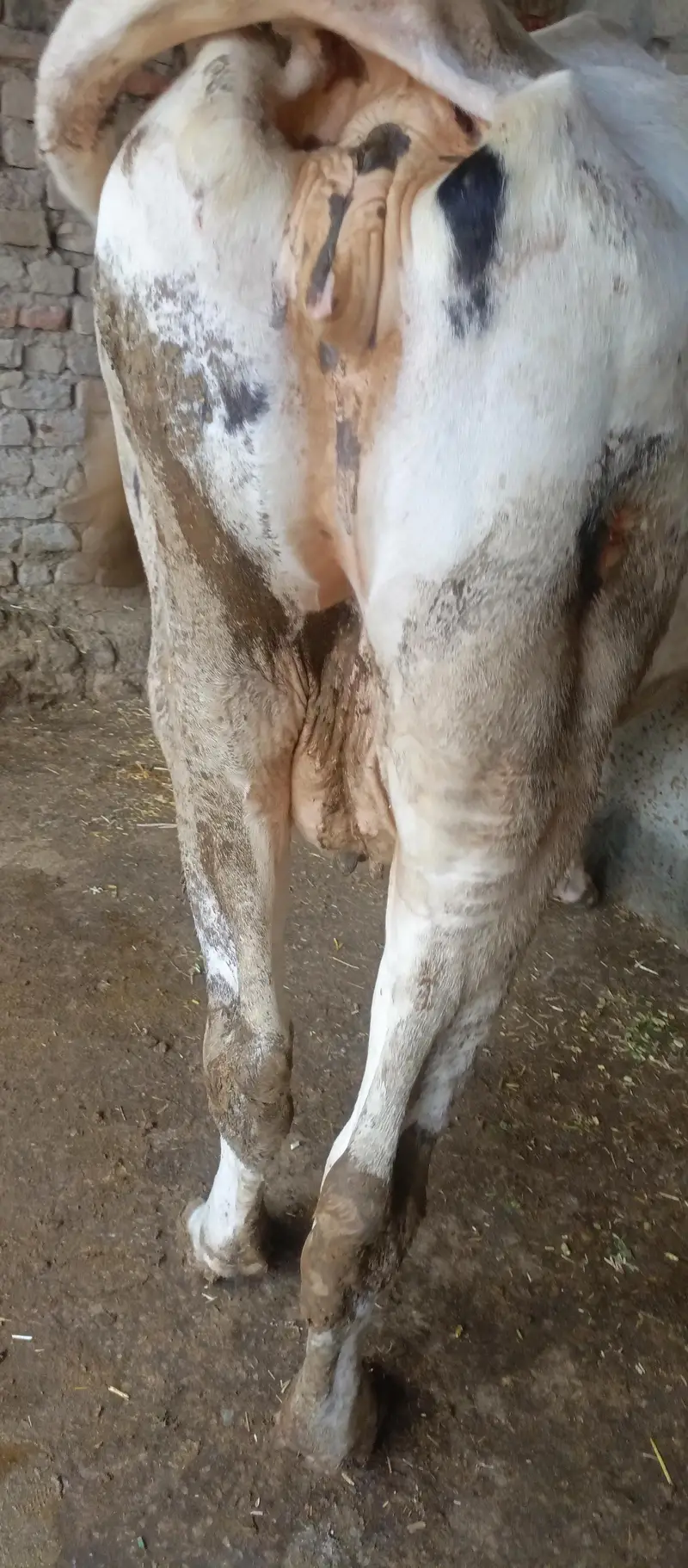deech freezen big size moni cow — photo 5