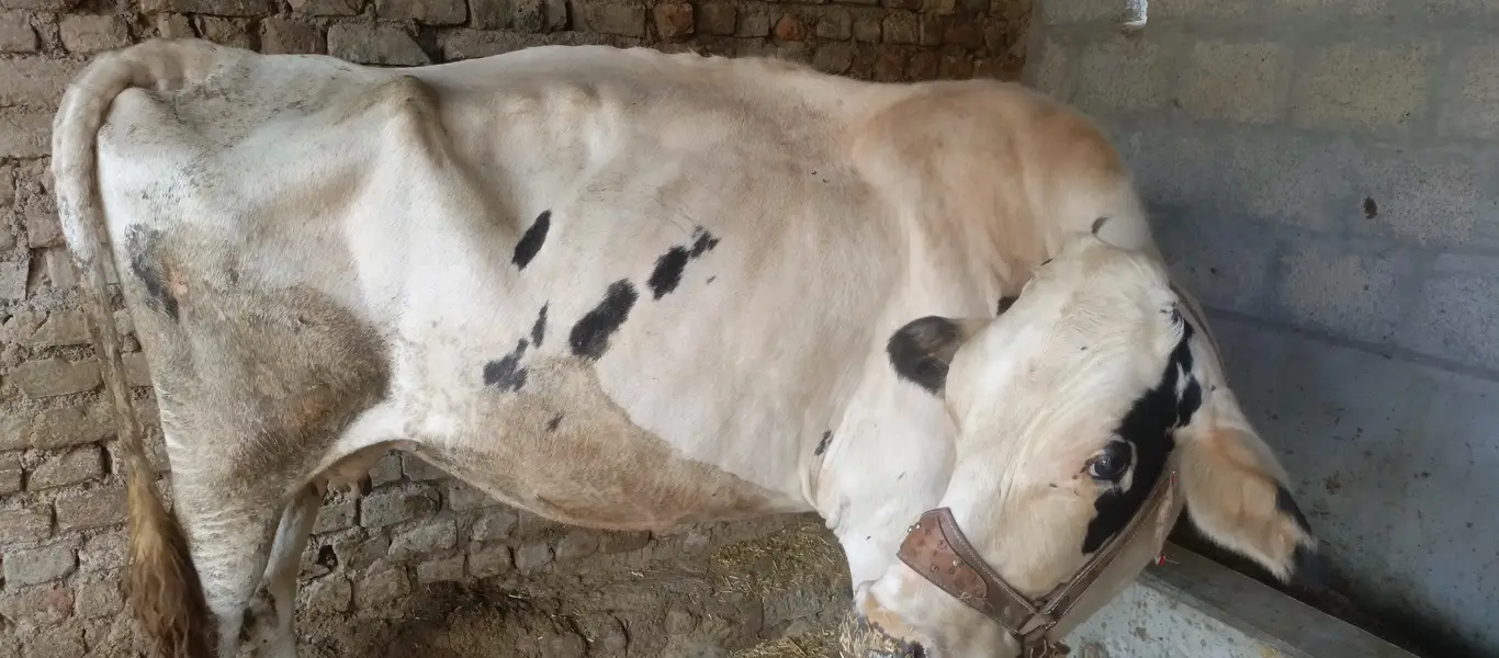 deech freezen big size moni cow — photo 6