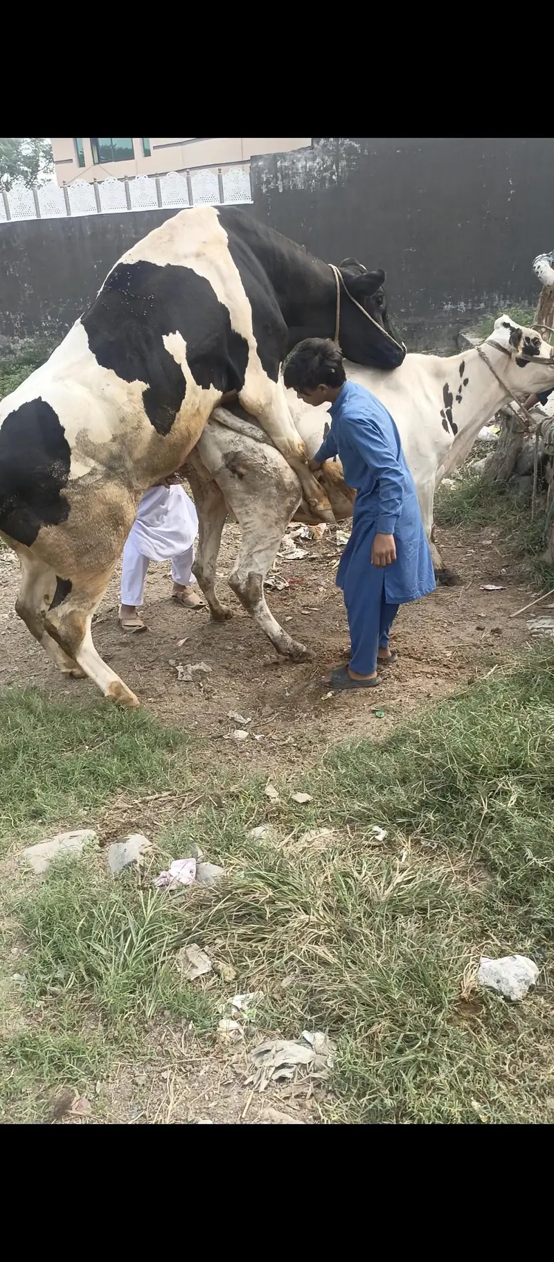deech freezen big size moni cow — photo 7