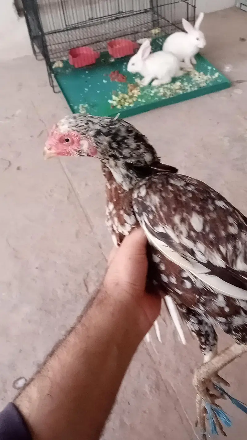 Aseel Mianwali murgi — photo 6