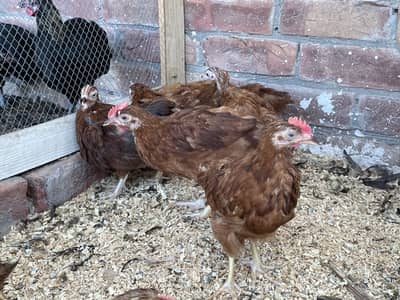 Austrlop and Rir Chikes 03029596978