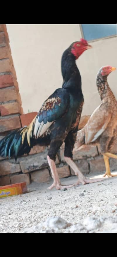 Aseel Jora For Sale - Black Lakha Murga + Cheeni Madi
