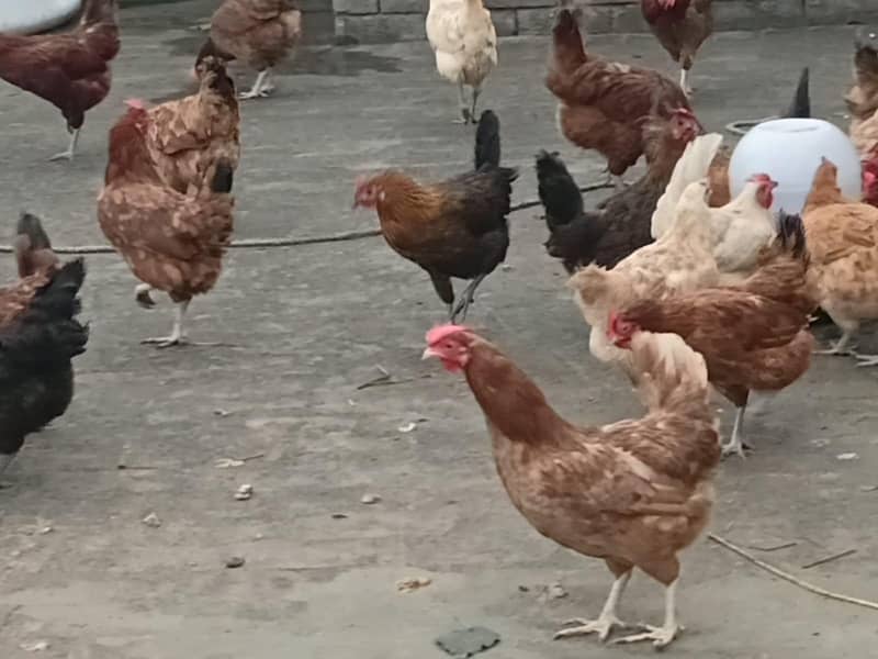 house hens 0