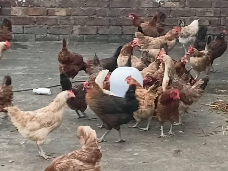 house hens 1