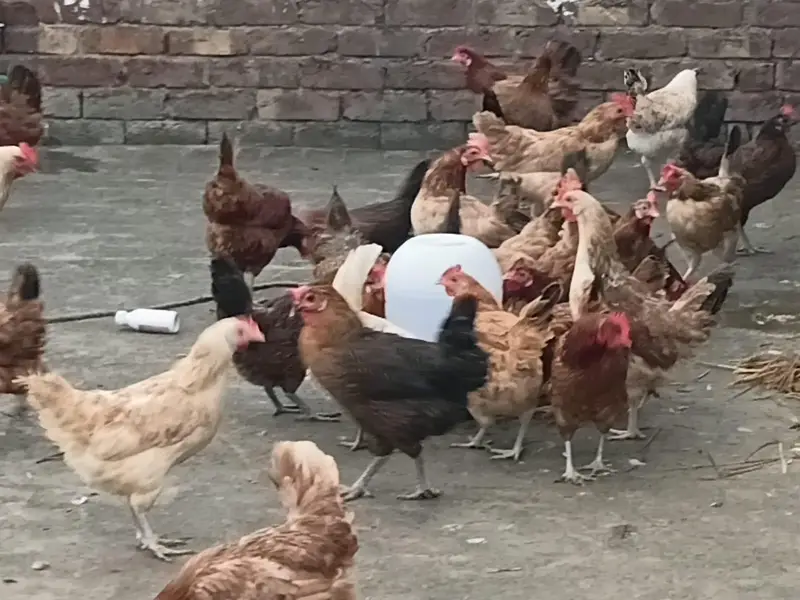 house hens — photo 2