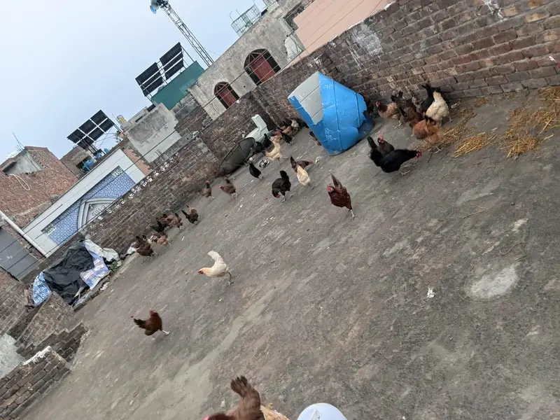house hens — photo 3