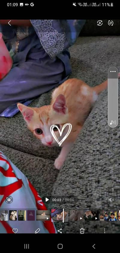 litter trained active and playful we want to sale we are going to uk