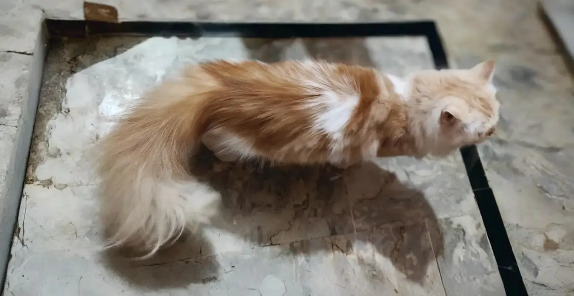 Beautiful Persian Cat for Sale! — photo 5