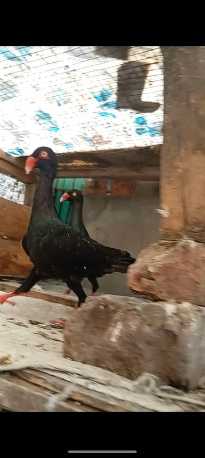 jis ko Quality ki samajh ho wo rabta karay