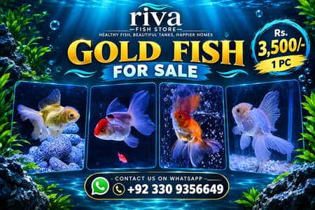 fish / fishes / GloFish Tetras / Molly Fish / Guppy Fish /Goldfish