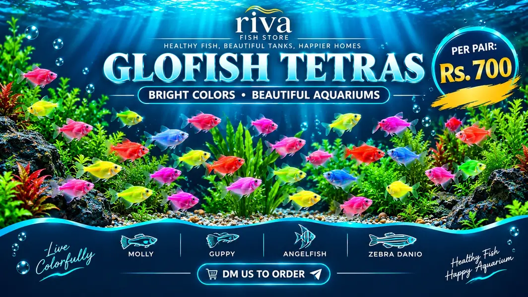 fish / fishes / GloFish Tetras / Molly Fish / Guppy Fish /Goldfish — photo 4