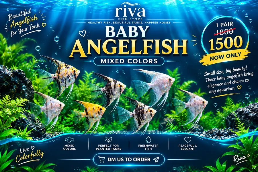 fish / fishes / GloFish Tetras / Molly Fish / Guppy Fish /Goldfish — photo 5