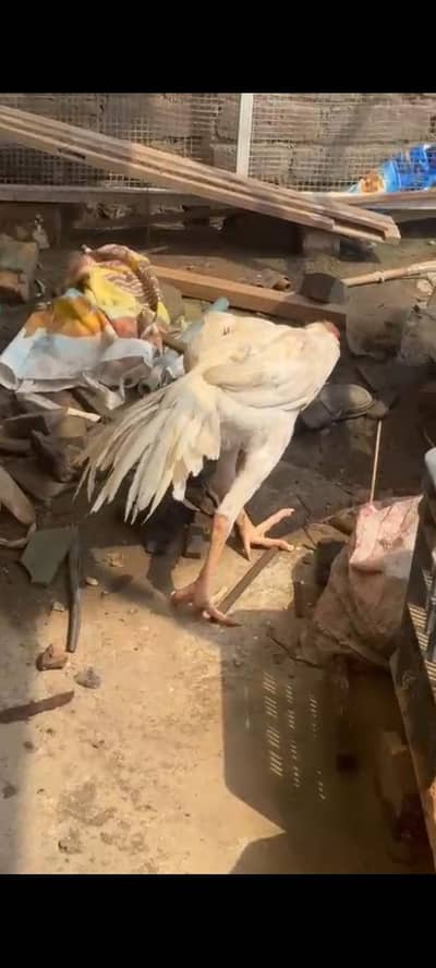 Indian parrot beak patha for urgent sale