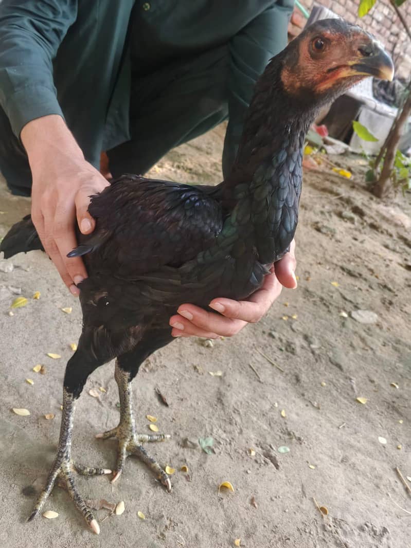 Aseel Pakoye 0