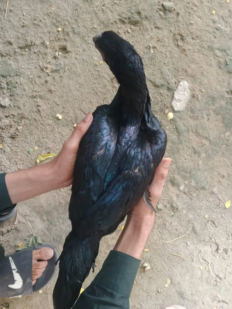 Aseel Pakoye — photo 2