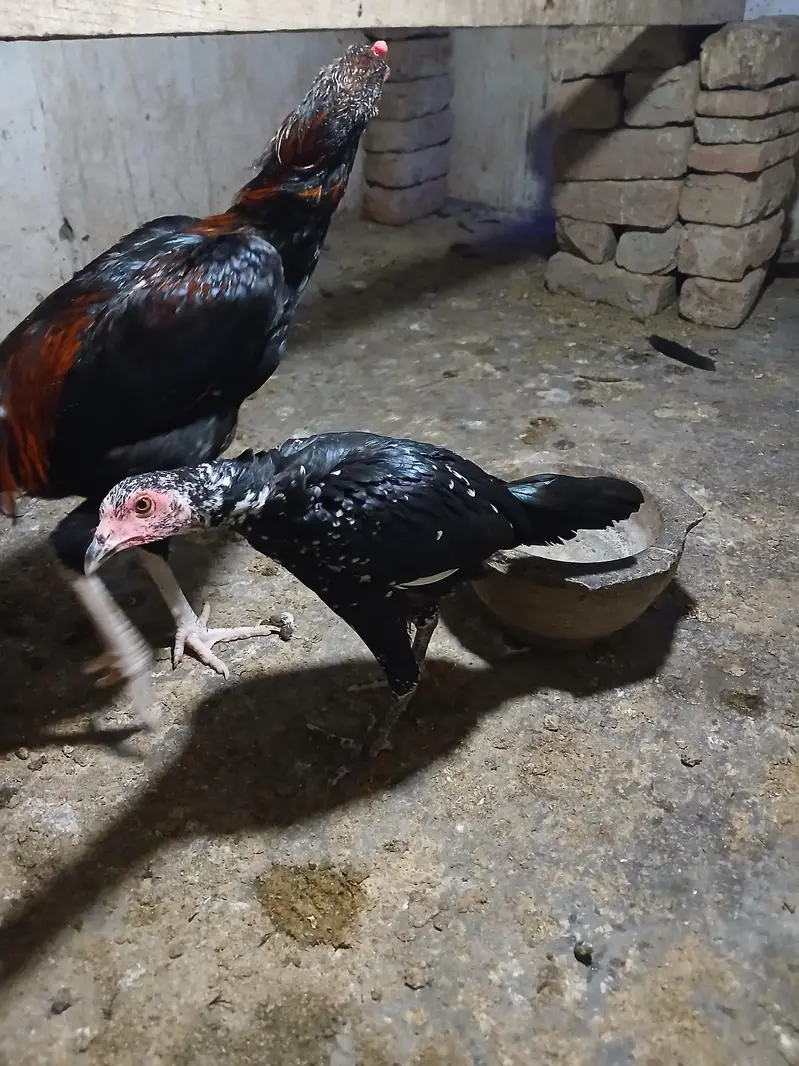 aseel pathy or pathiya — photo 4