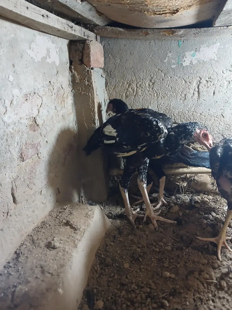 aseel pathy or pathiya — photo 6