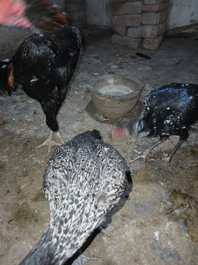 aseel pathy or pathiya — photo 7
