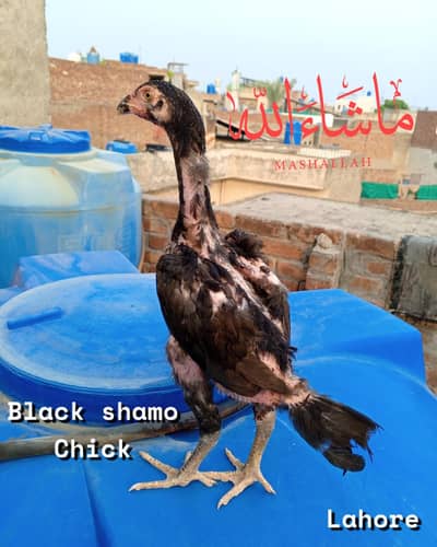 black shamo And home breed birds available