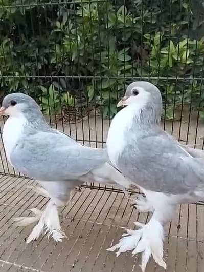 one pair laka with eggs  and one pair sliver lohari sharzi