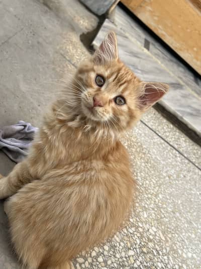 Persian kittens dol face good quality and healthy
