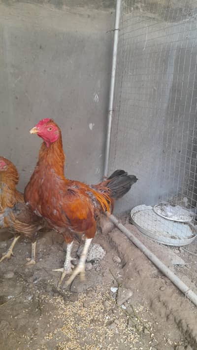 Aseel Desi Mix Breed Murgha| Best Piece|10 by 10 condition