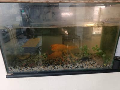 Full Aquarium for sale 3 Goldfish