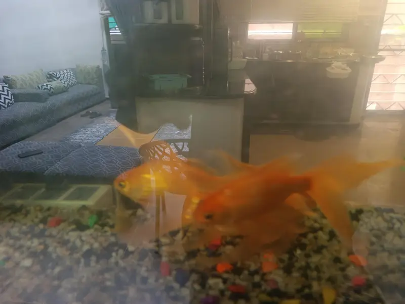 Full Aquarium for sale 3 Goldfish — photo 2