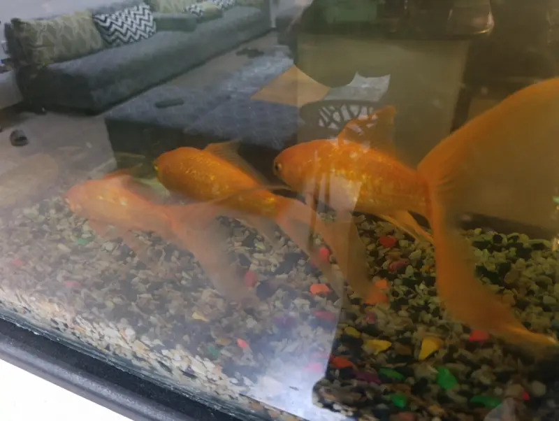 Full Aquarium for sale 3 Goldfish — photo 3