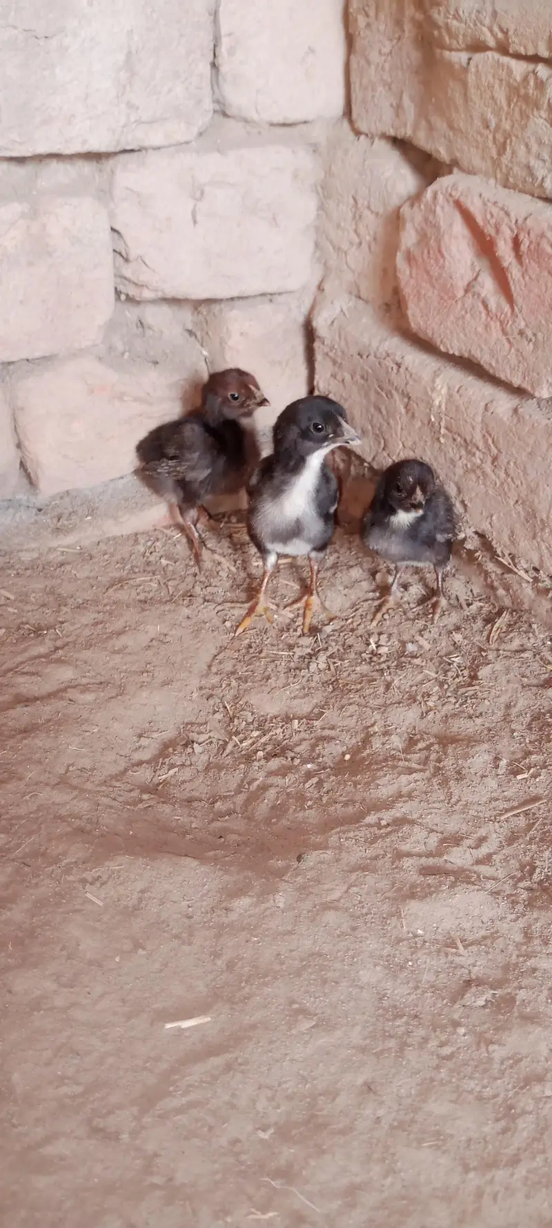 Aseel Chicks For Sale — photo 2