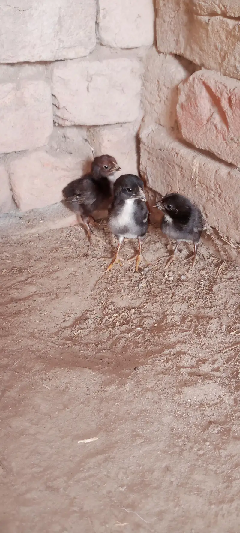Aseel Chicks For Sale — photo 3