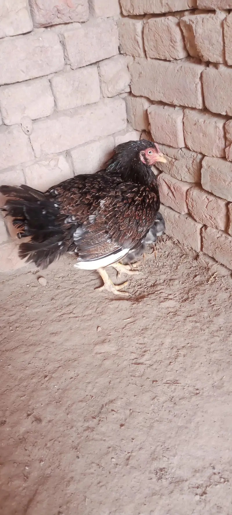 Aseel Chicks For Sale — photo 4