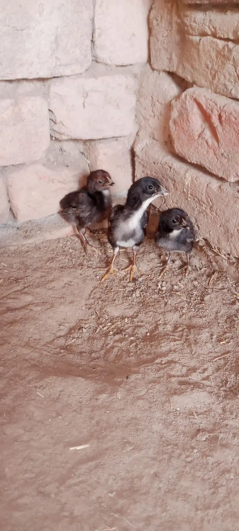 Aseel Chicks For Sale — photo 5