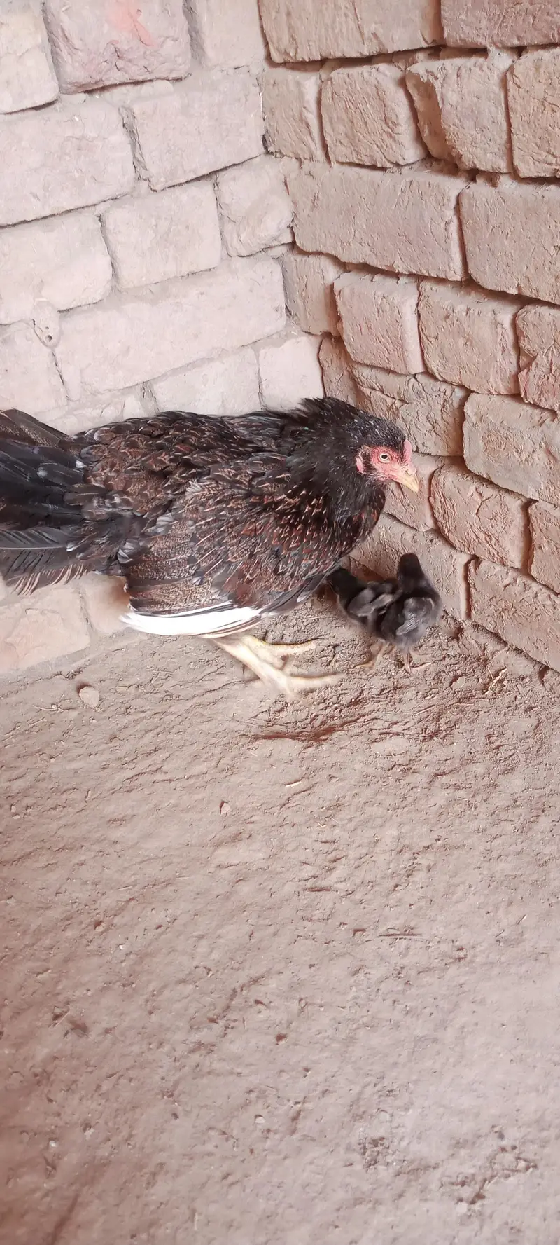 Aseel Chicks For Sale — photo 6
