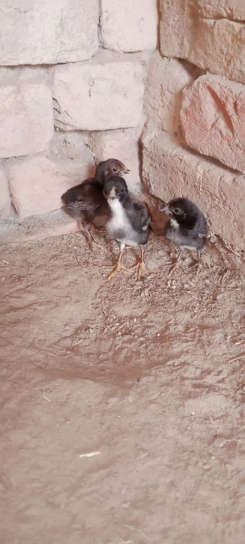 Aseel Chicks For Sale — photo 7