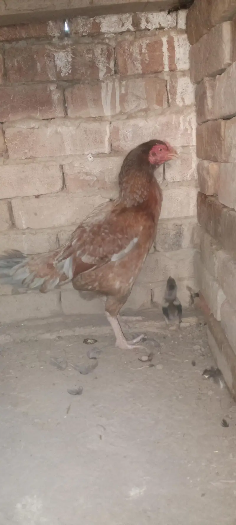 Aseel Chicks For Sale — photo 8