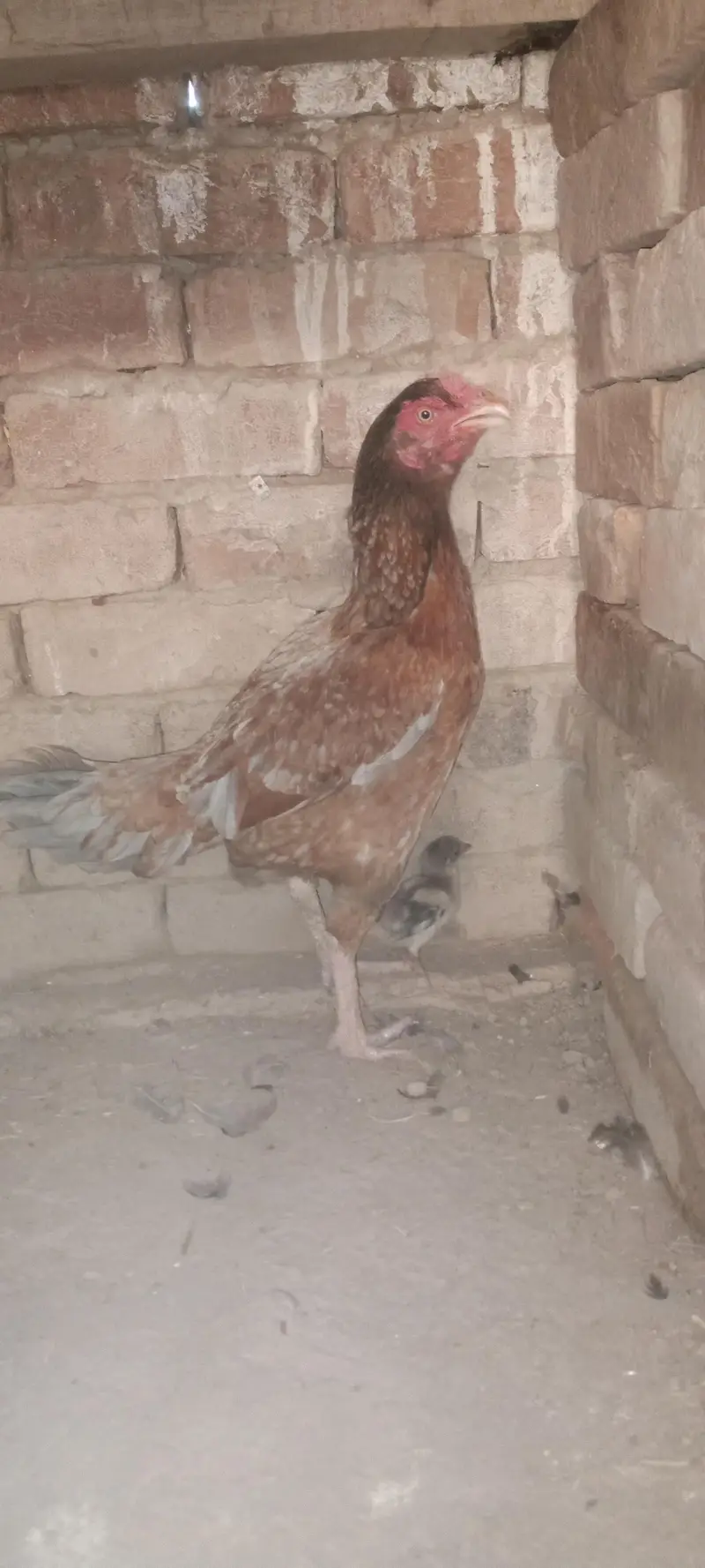 Aseel Chicks For Sale — photo 9