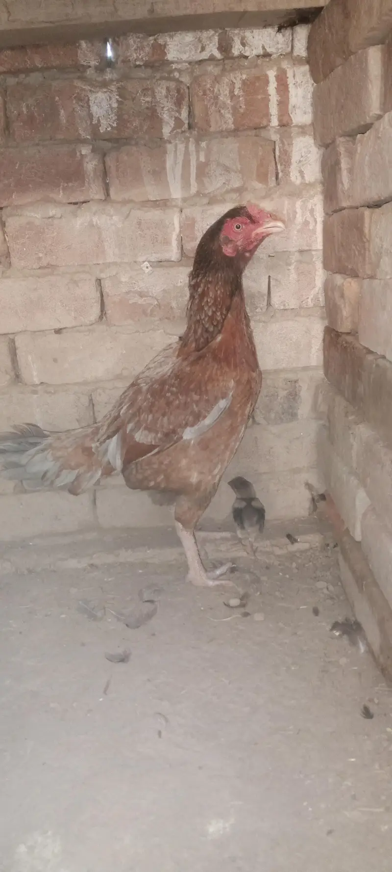 Aseel Chicks For Sale — photo 10