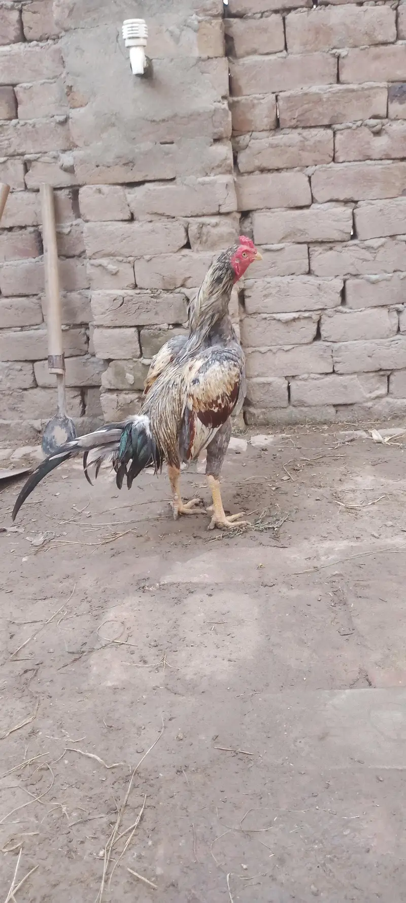 Aseel Chicks For Sale — photo 11