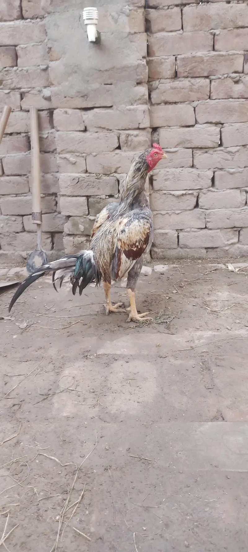 Aseel Chicks For Sale — photo 12