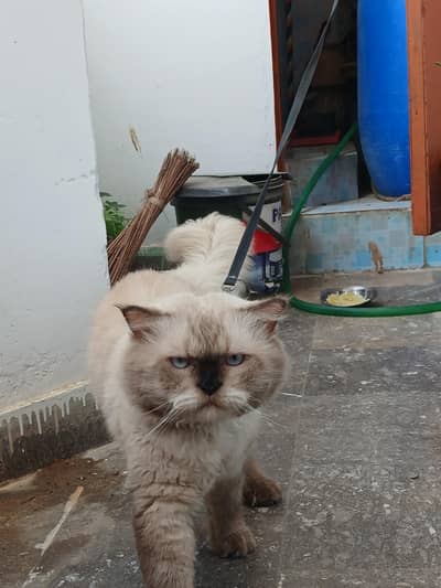 Himalayan Male Cat