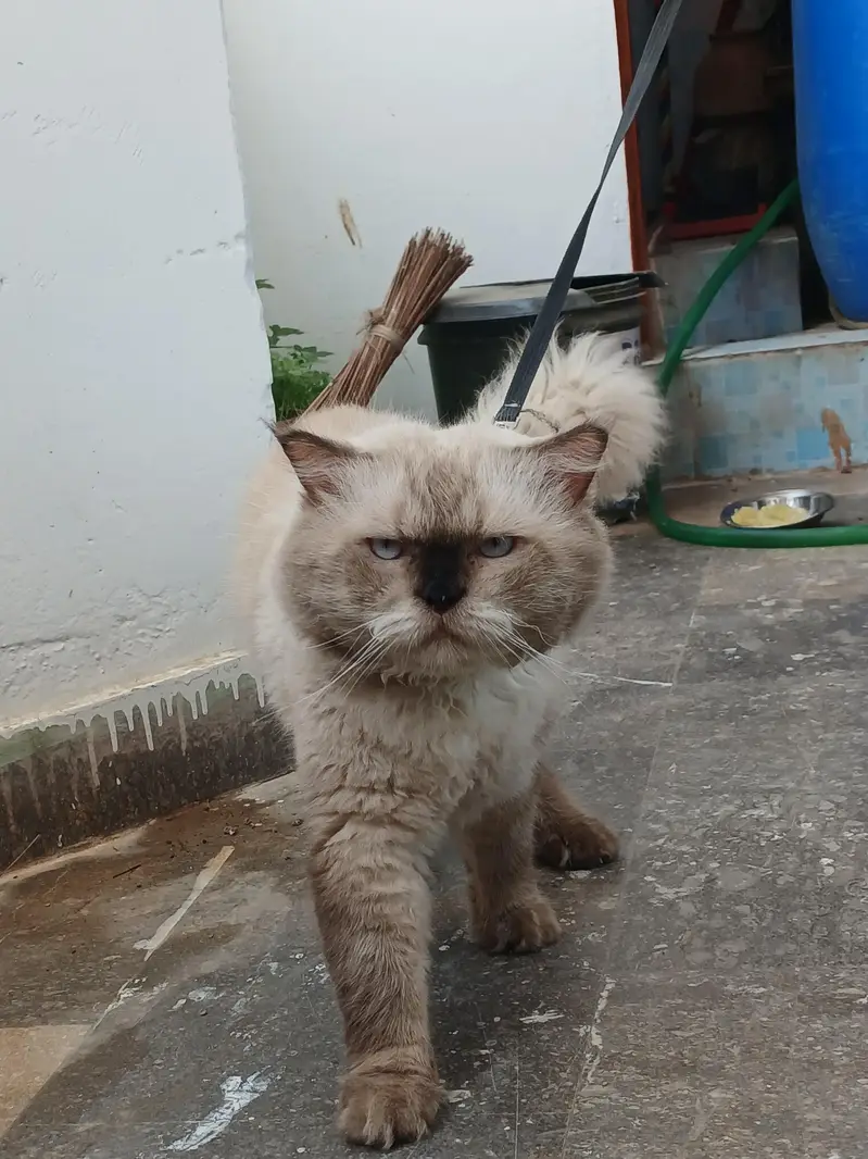 Himalayan Male Cat — photo 2