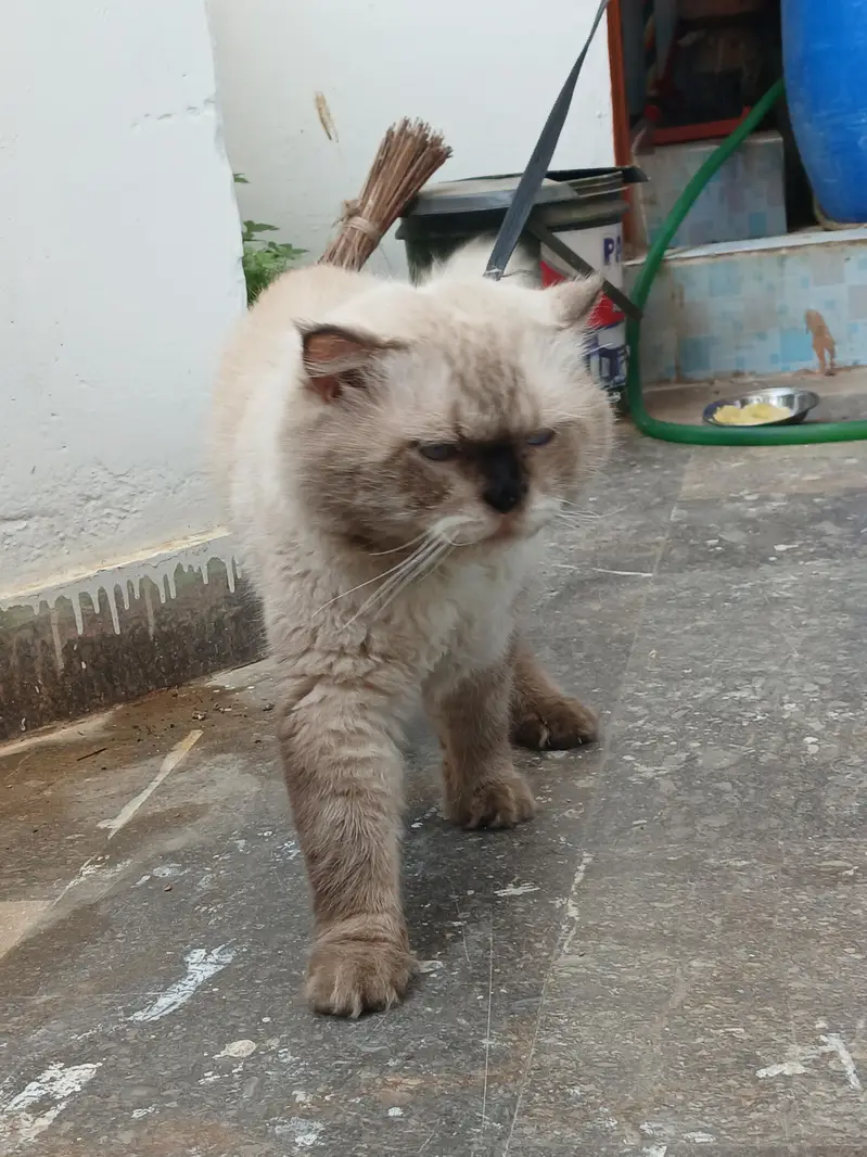 Himalayan Male Cat — photo 3