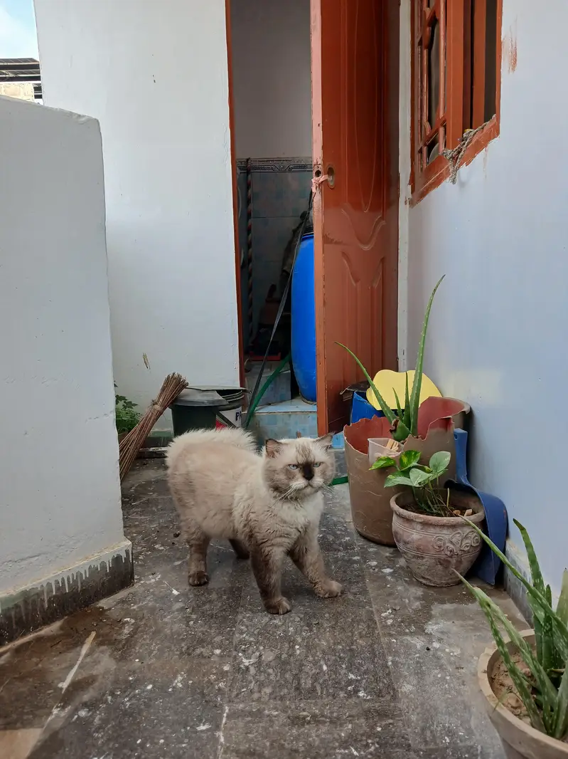 Himalayan Male Cat — photo 4